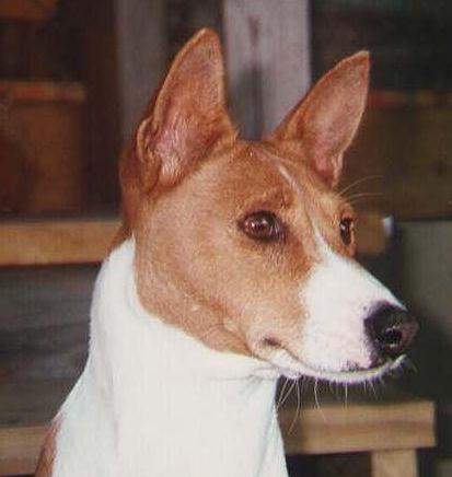 ginger head