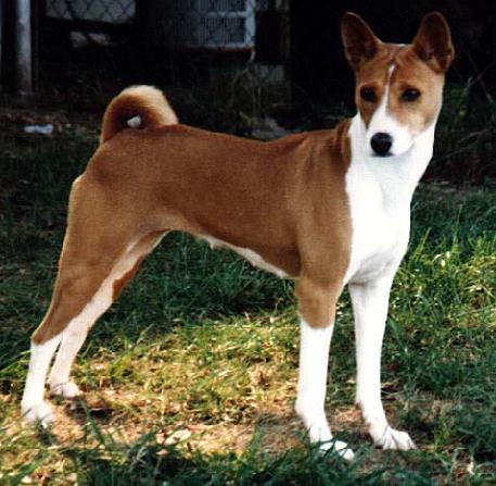 ginger standing