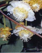 NOVEMBER - pollination