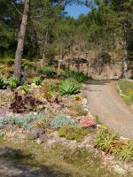 Colourful bromeliads and cacti