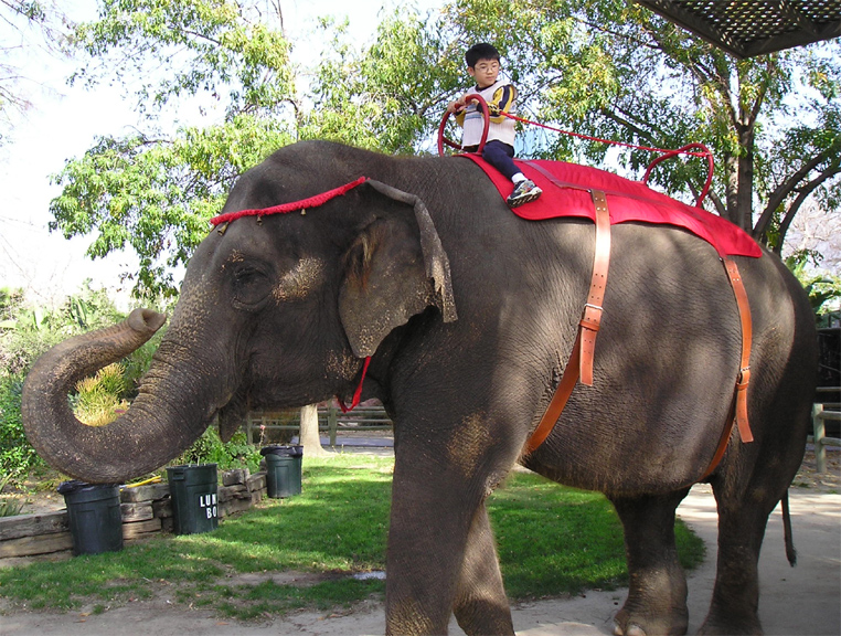 Kevin rides an elephant