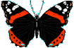 Red Admiral