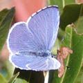 Holly Blue