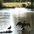 Beckmere, Clissold Park  © E. McDaid