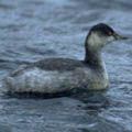 Black-necked Grebe
