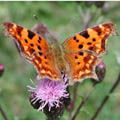 Comma