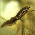 Common Newt