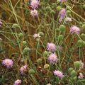 Field Scabious