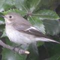 Pied flycatcher