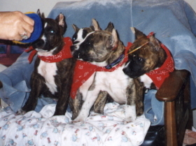 Andre and littermates