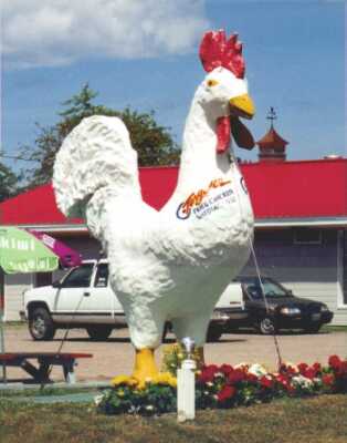 That's a big Chicken.
