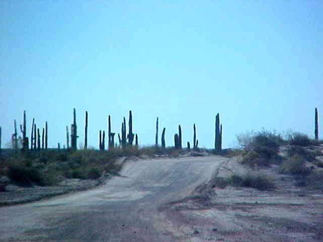 Vegetaci�n y camino antes de la playa. Sahuaros. 