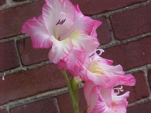 Gladolias