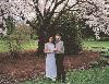 Cherry Blossoms