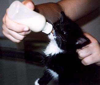 This is Inga. She and her brother Rupert were dropped off at my house by animal control on the 4th of July. They were just under a week old.