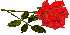 Red Rose (right)