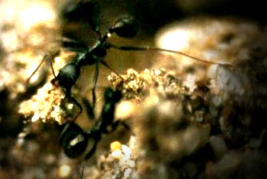 Aphaenogaster