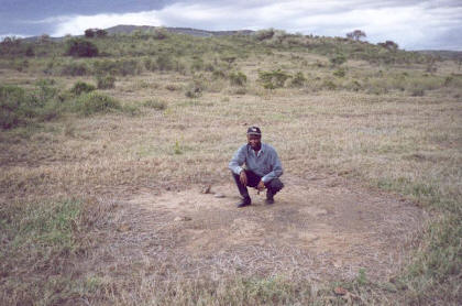 Messor cephalotes nest