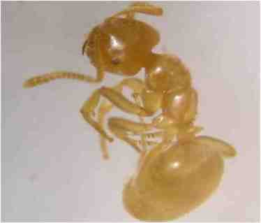 Lasius myops