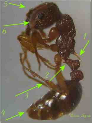  Myrmica