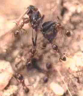 solenopsis