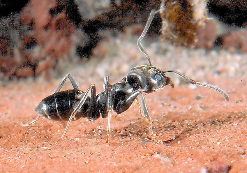 tapinoma operaia