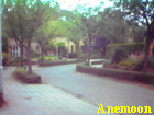 anemoon
