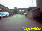 vogelwikke