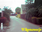 wilgenroosje