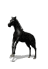 Caballo