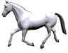 Caballo blanco