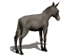 Burro