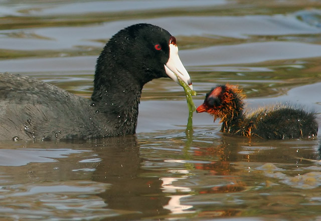 American Coot, adult feeding chick, 6/13/04, Sandy Wool Lake, Ed Levin Park, Milpitas