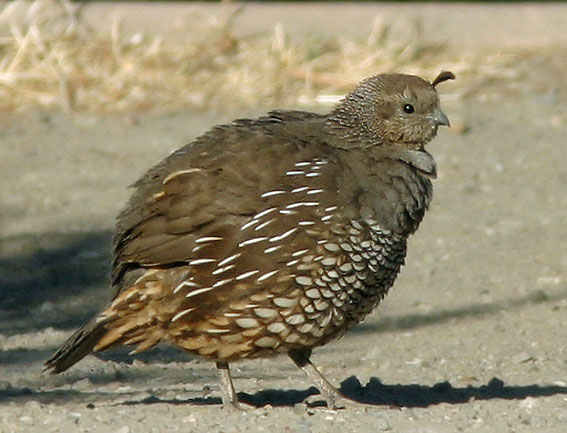 California Quail, adult female, 7/11/04, Arastradero Preserve 