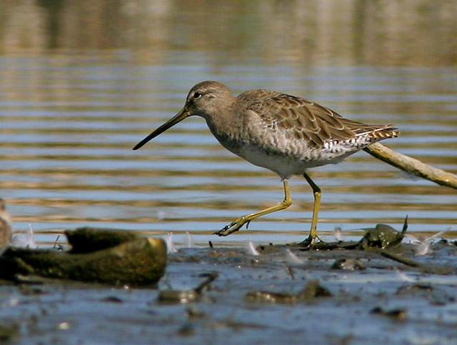 Dowitcher species (Long-billed?), 8/28/04, Shoreline Park, Mountain View