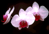 f03.gif (2224 bytes)