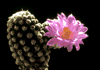 f05.gif (2198 bytes)