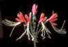 f06.gif (2205 bytes)