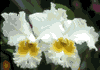 f09.gif (2850 bytes)