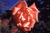 f100.gif (2871 bytes)
