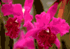 f11.gif (2902 bytes)