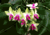 f12.gif (2954 bytes)