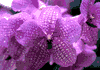 f15.gif (3568 bytes)