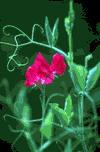 f19.gif (4754 bytes)
