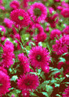 f23.gif (6854 bytes)