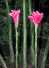 f24.gif (5181 bytes)