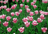 f26.gif (4136 bytes)