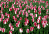 f27.gif (4336 bytes)