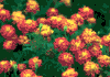 f28.gif (3305 bytes)