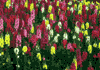 f29.gif (3907 bytes)